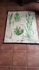 Old Deyrolle poster - wheat