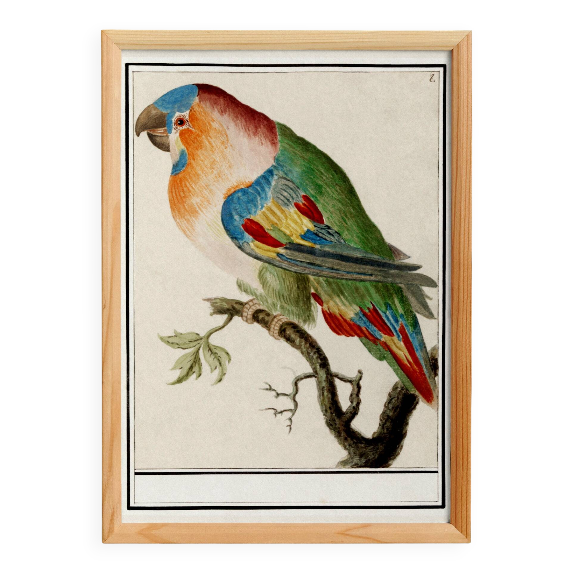 Small poster about the parrot, after an old engraving from 1610.