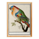 Small poster about the parrot, after an old engraving from 1610.