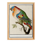 Small poster about the parrot, after an old engraving from 1610.