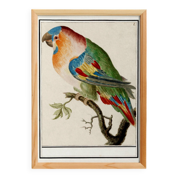 Affiche sur le perroquet, d’après une gravure ancienne de 1610