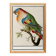 Small poster about the parrot, after an old engraving from 1610.