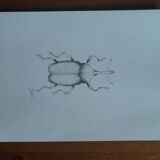 Insect illustration