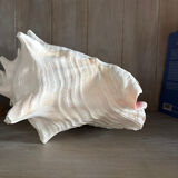 Strombus shell