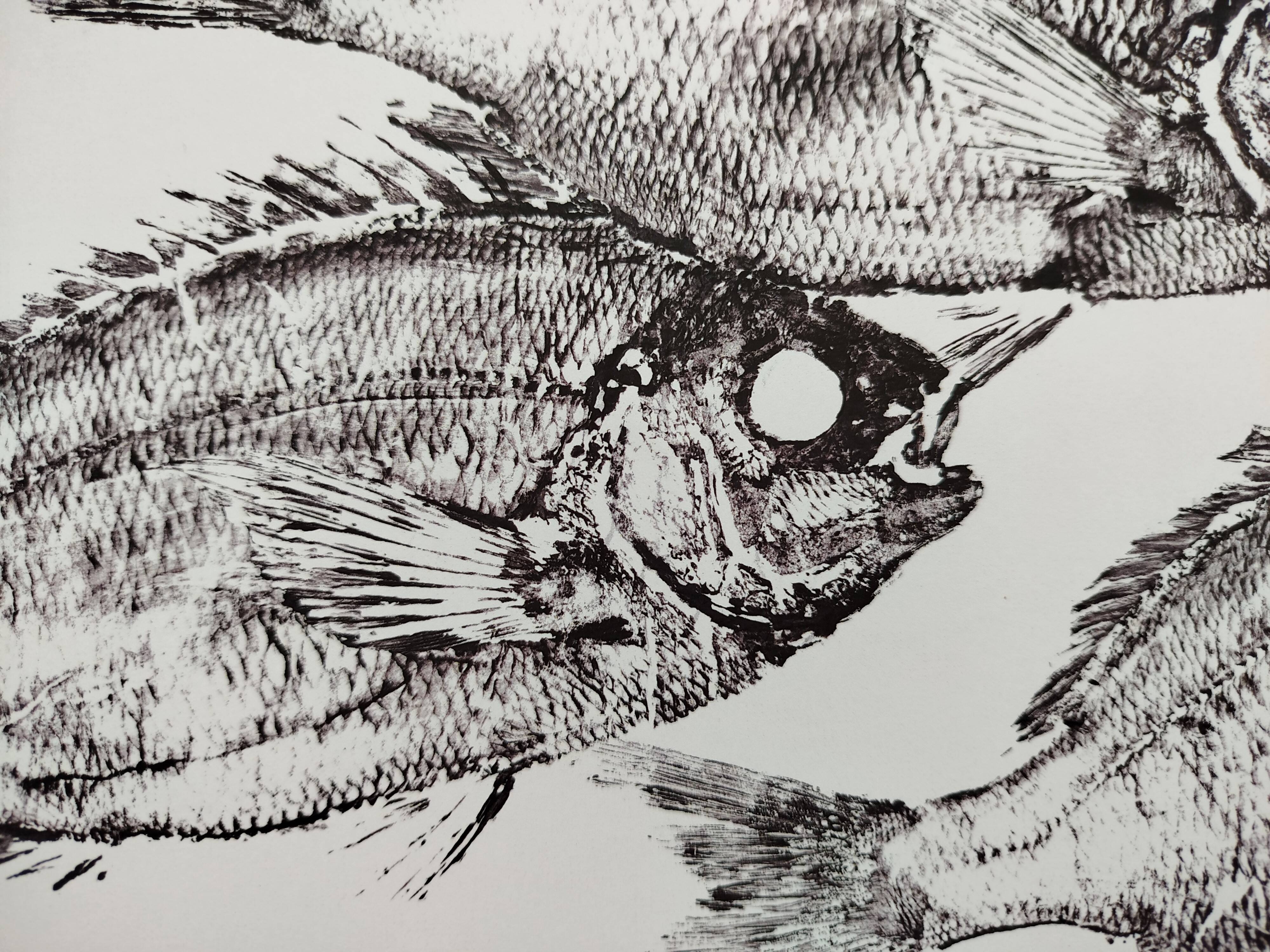 Framed art print, "Print of a school of sea bream" (gyotaku)