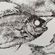 Framed art print, "Print of a school of bream" (gyotaku)