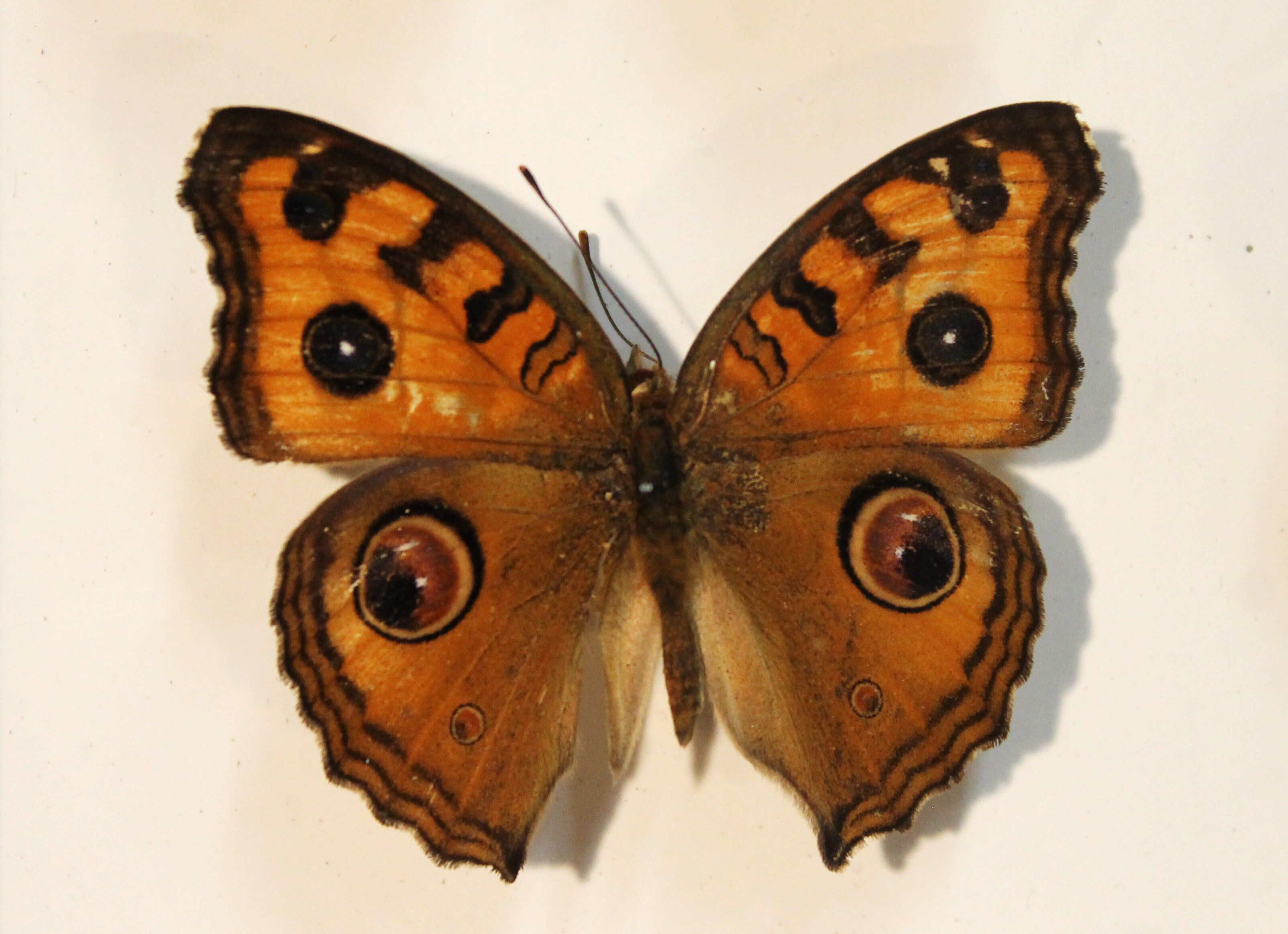 Framework set of 6 butterflies