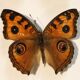 Framework set of 6 butterflies