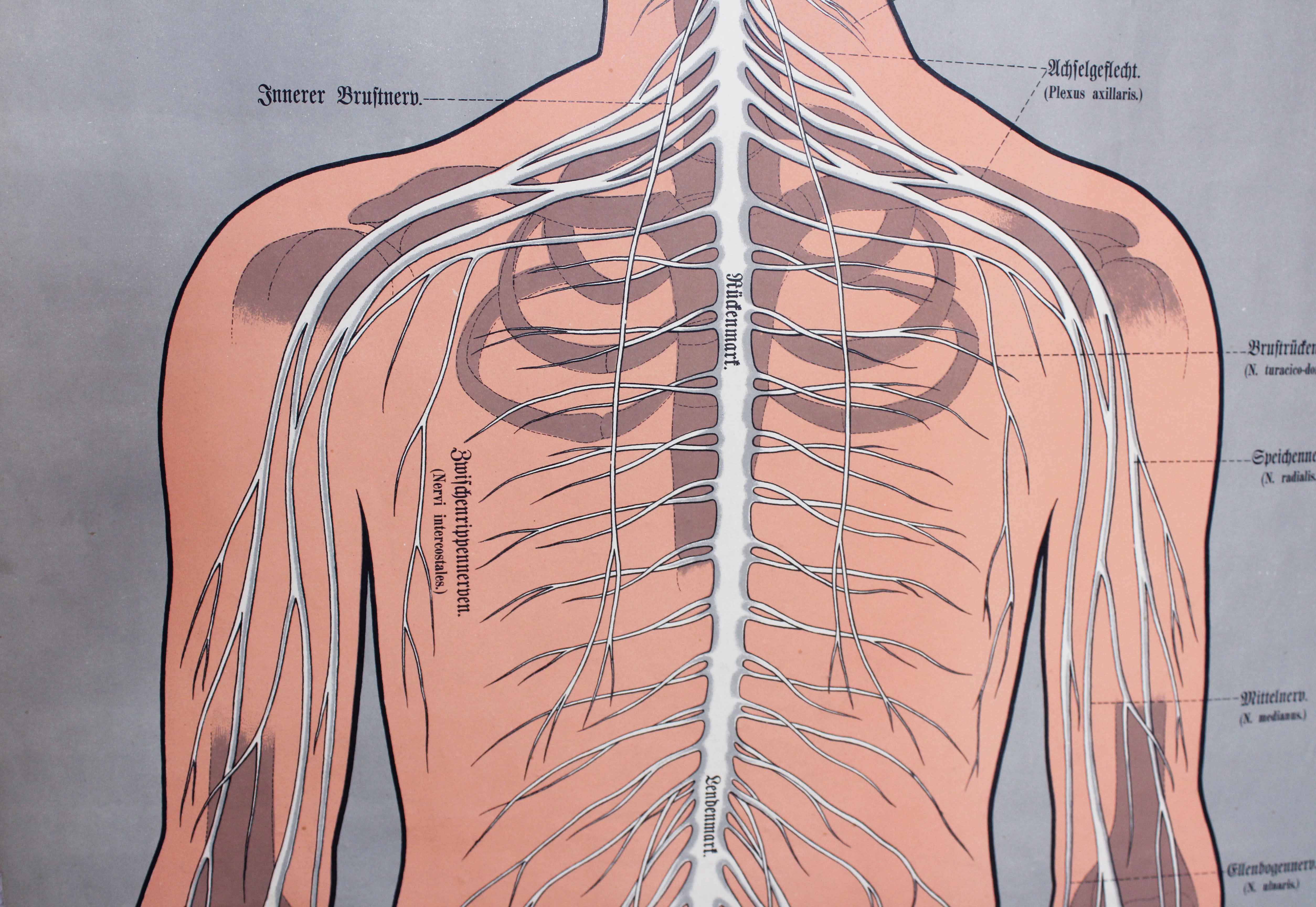 Old anatomy illustration of the nineteenth century
