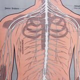 Ancienne illustration d'anatomie du XIXeme