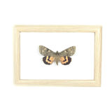 Naturalized butterfly box