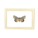 Naturalized butterfly box