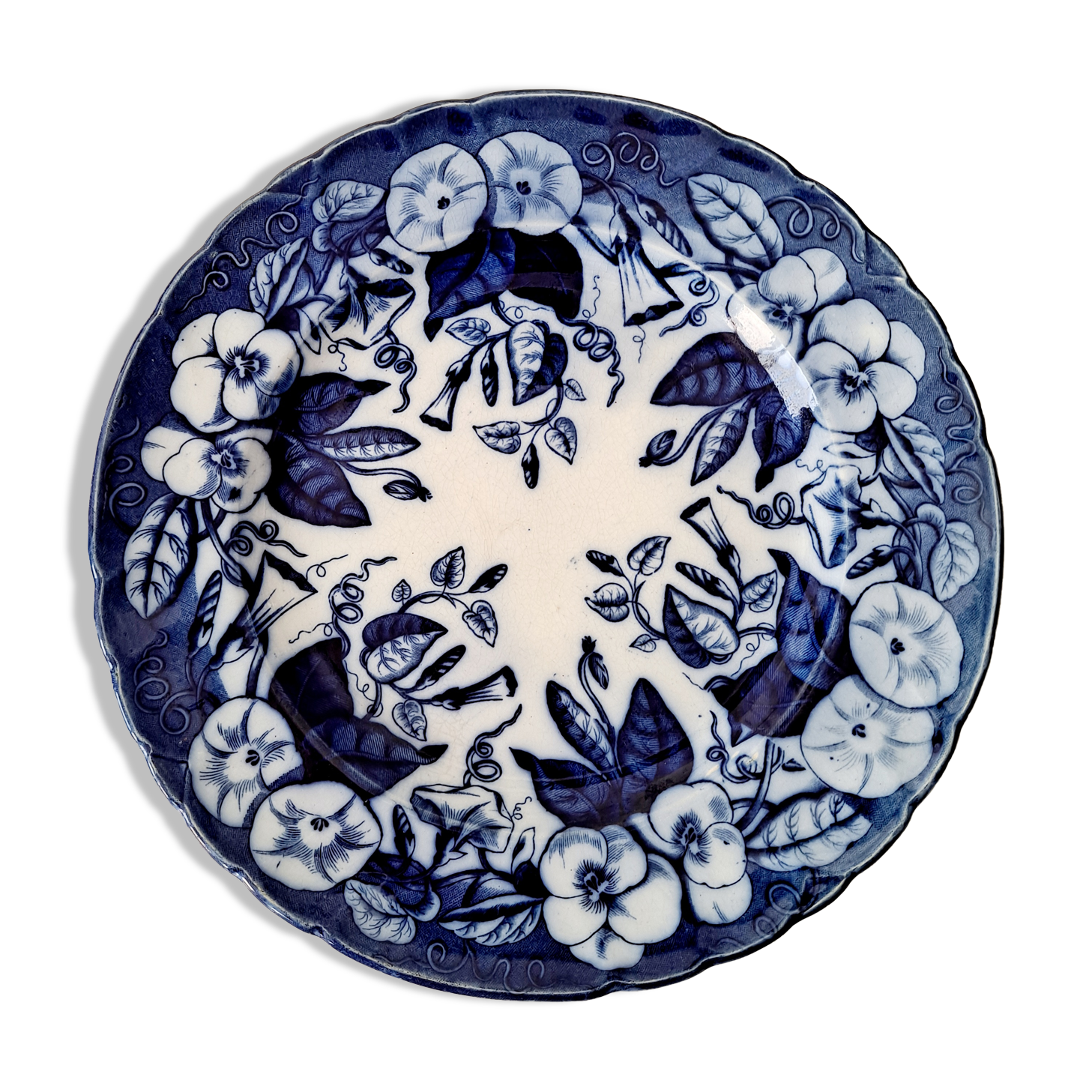 Plate Volubilis J.Vieillard and Johnston