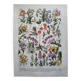 Antique botanical engraving, 1922 - Orchids by A. Millot - flora plate