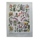 Antique botanical engraving, 1922 - Orchids by A. Millot - flora plate