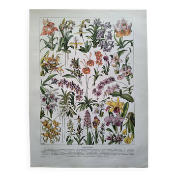 Gravure botanique ancienne  1922 - Orchidées par A.Millot - planche flore