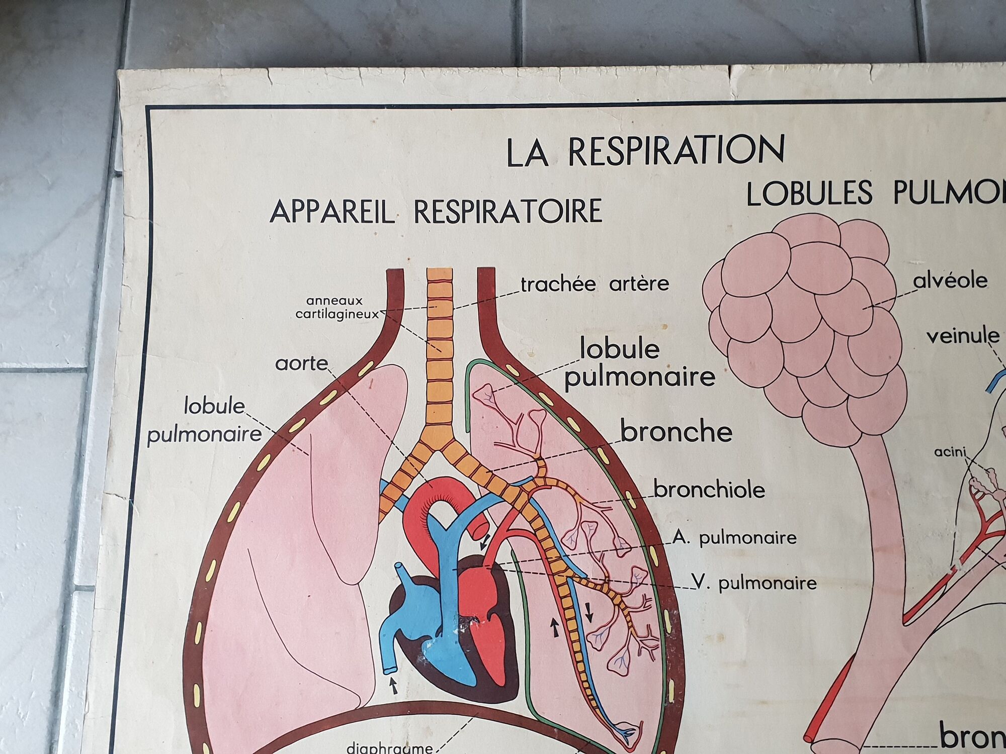 School poster Rossignol