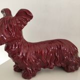 Skye Terrier Dog