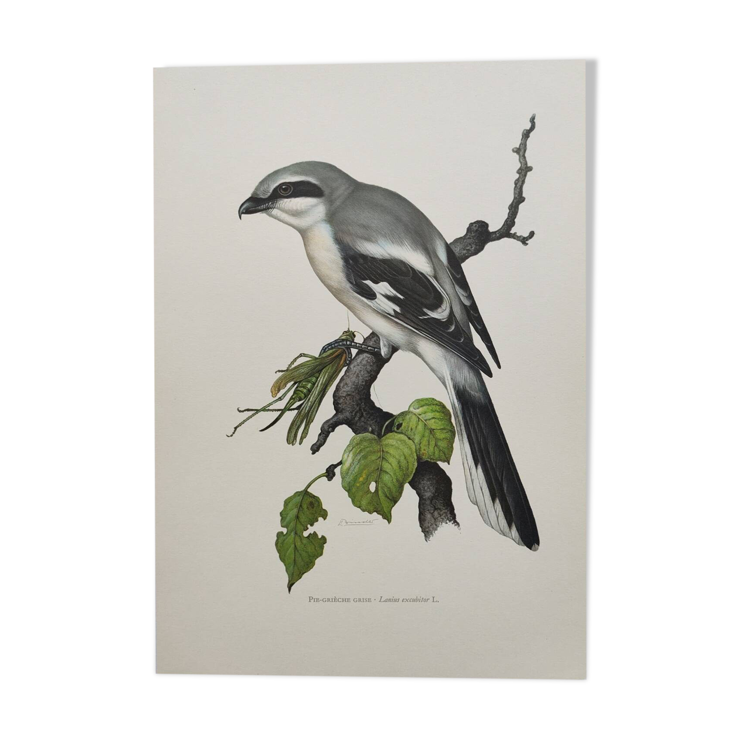 Vintage bird board from the 60s - Gray Pie-Grieche - Ornithological illustration