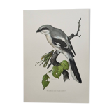 Vintage bird board from the 60s - Gray Pie-Grieche - Ornithological illustration