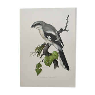 Planche vintage oiseaux Années 60 - Pie-Grieche Grise - Illustration ornithologique