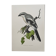 Vintage bird board from the 60s - Gray Pie-Grieche - Ornithological illustration