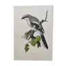 Vintage bird board from the 60s - Gray Pie-Grieche - Ornithological illustration