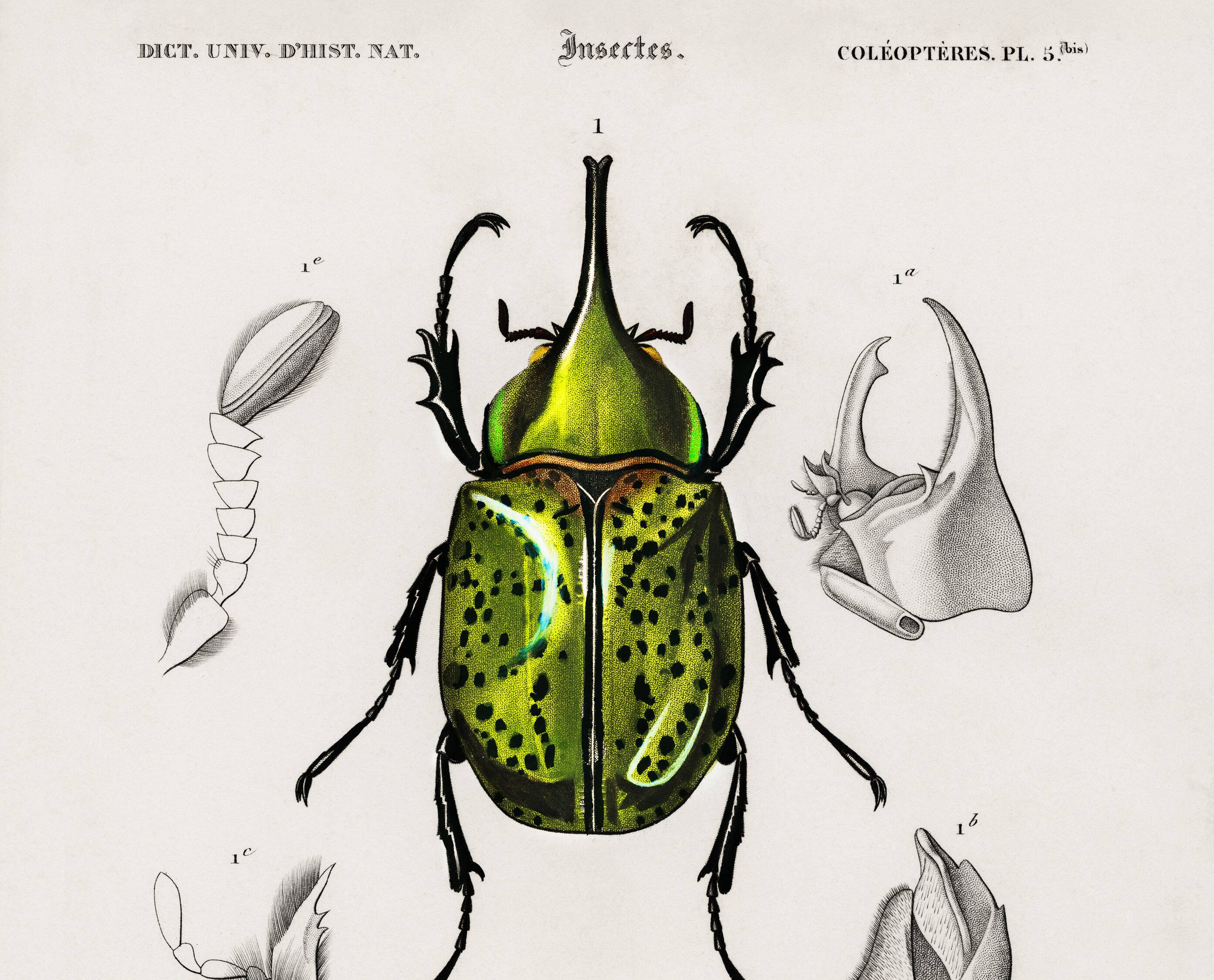 Poster about scarabs, based on an old engraving from 1849.