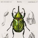 Poster about scarabs, based on an old engraving from 1849.