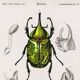 Poster about scarabs, based on an old engraving from 1849.