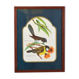 Exotic bird duo setting