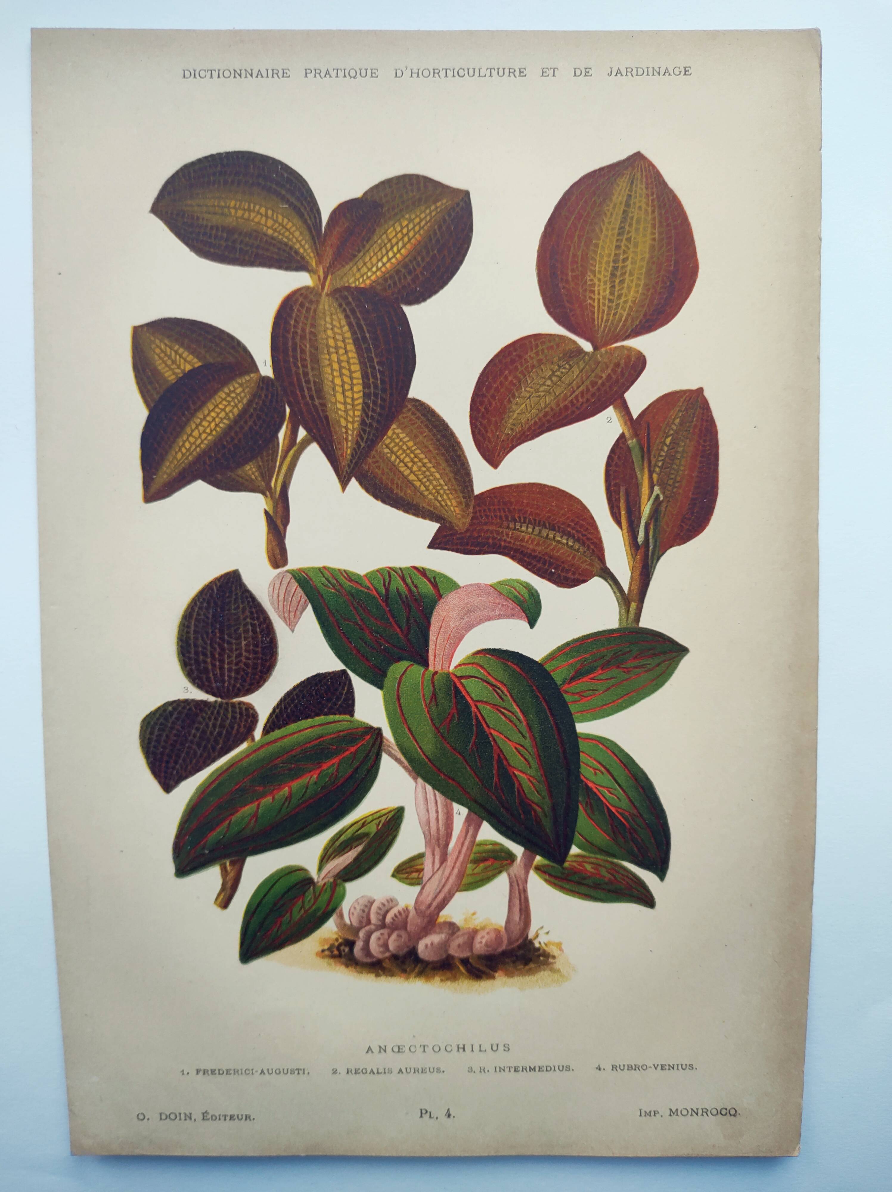 Botanical engraving from 1897 - Anoectochile - Original plate. Ancient nature lithograph of flower