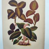 Botanical engraving from 1897 - Anoectochile - Original plate. Ancient nature lithograph of flower