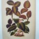 Botanical engraving from 1897 - Anoectochile - Original plate. Ancient nature lithograph of flower