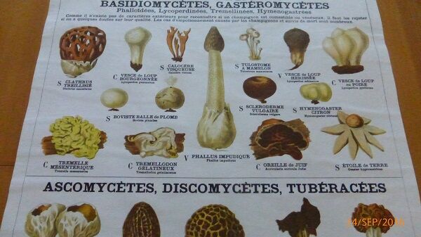 Educational poster DEYROLLE