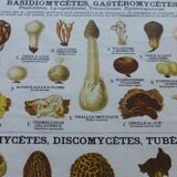 Educational poster DEYROLLE