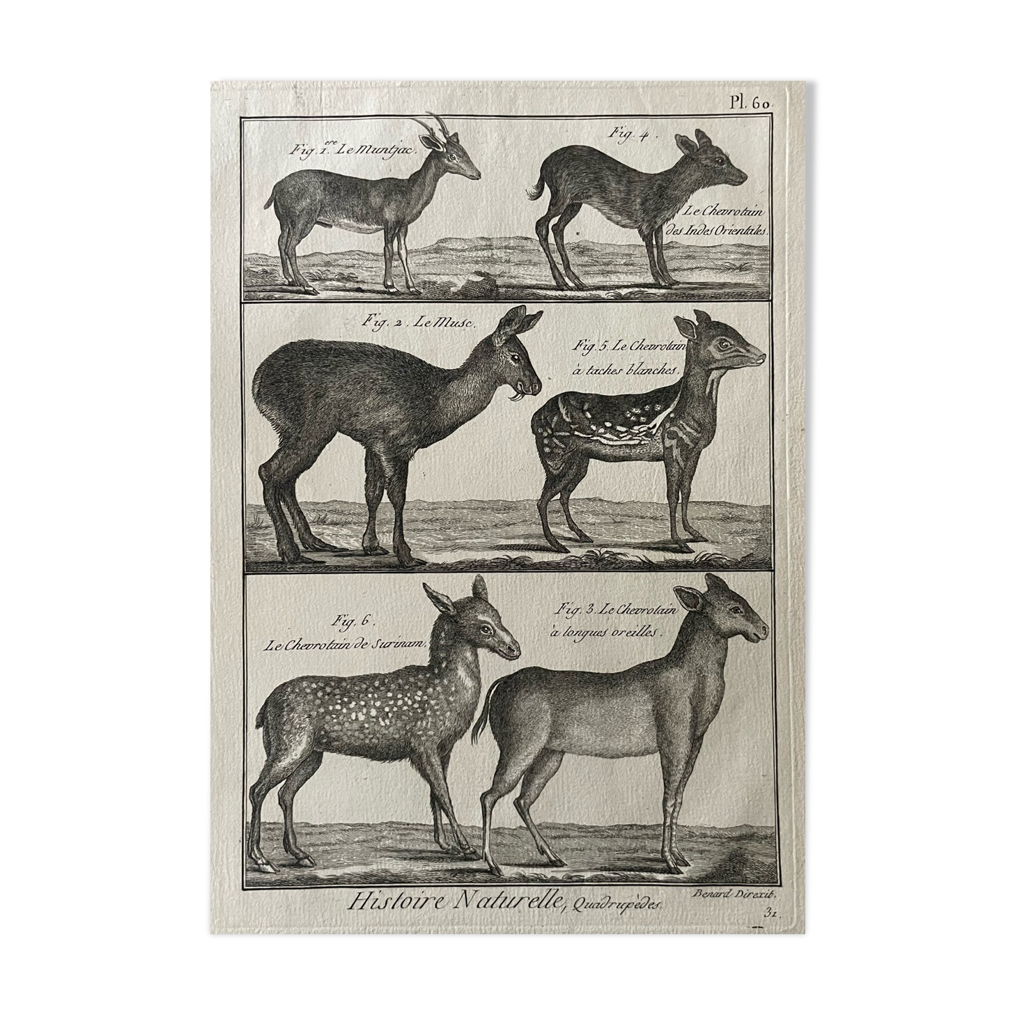 Gravure Livre ancien XVIIIe Buffon, Bonnaterre, Histoire naturelle, Quadrupèdes, Mammifères