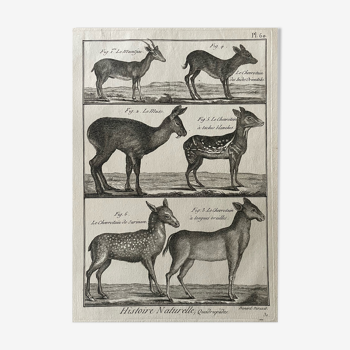 Engraving Old Book XVIIIth Buffon, Bonnaterre, Natural History, Quadrupeds, Mammals