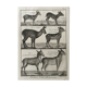 Gravure Livre ancien XVIIIe Buffon, Bonnaterre, Histoire naturelle, Quadrupèdes, Mammifères