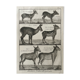 Engraving Old Book XVIIIth Buffon, Bonnaterre, Natural History, Quadrupeds, Mammals