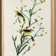 Affiche sur la Bergeronnette printanière, d’après une gravure ancienne