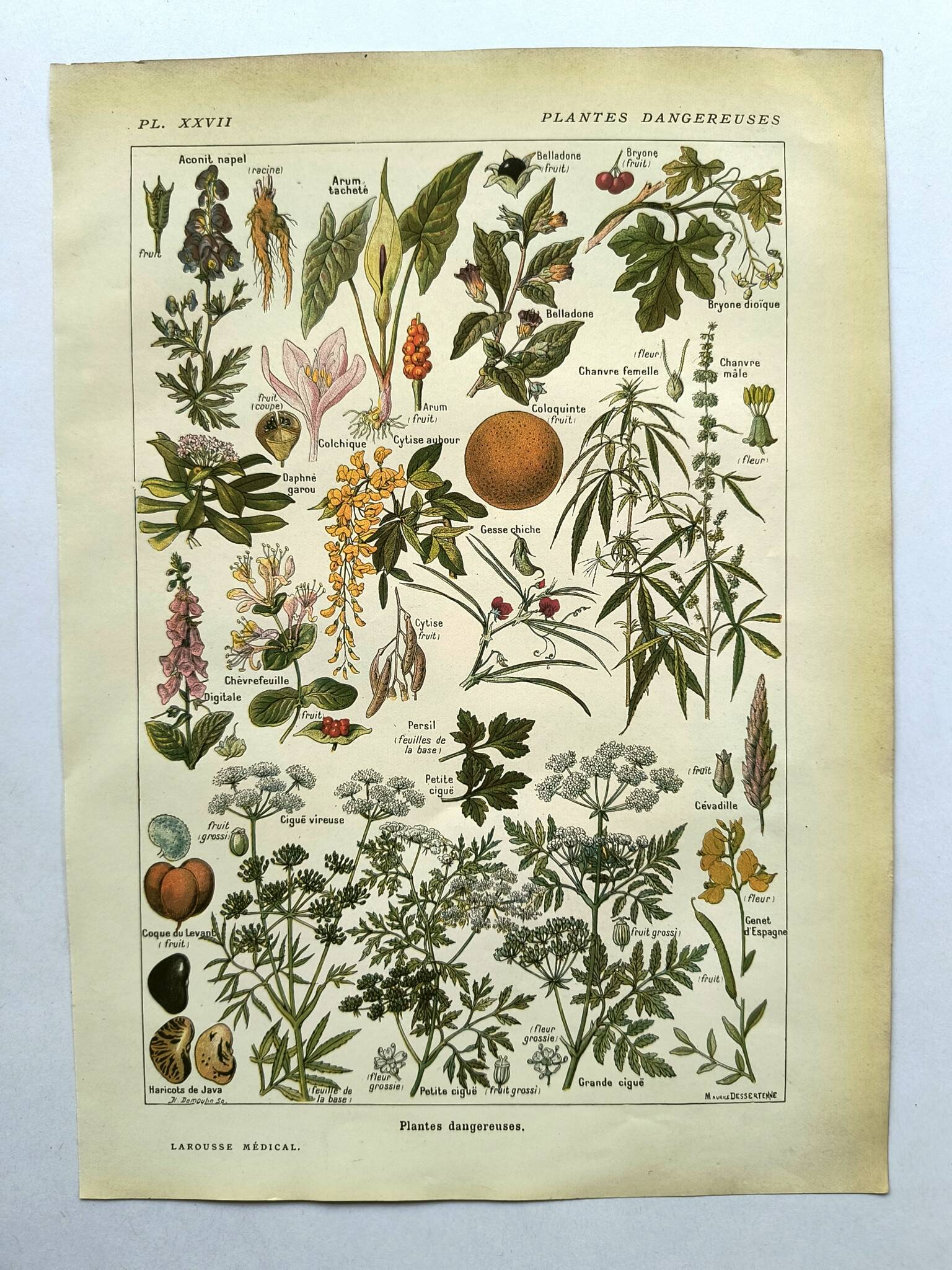 Gravure vintage de 1925 • Plantes dangereuses 1 •  planche vintage ancien