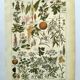 Gravure vintage de 1925 • Plantes dangereuses 1 •  planche vintage ancien