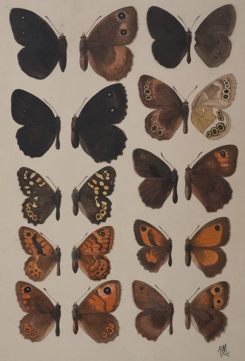 Small brown and orange butterflies, original signed watercolour, Roger METAYE.