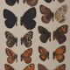 Small brown and orange butterflies, original signed watercolour, Roger METAYE.