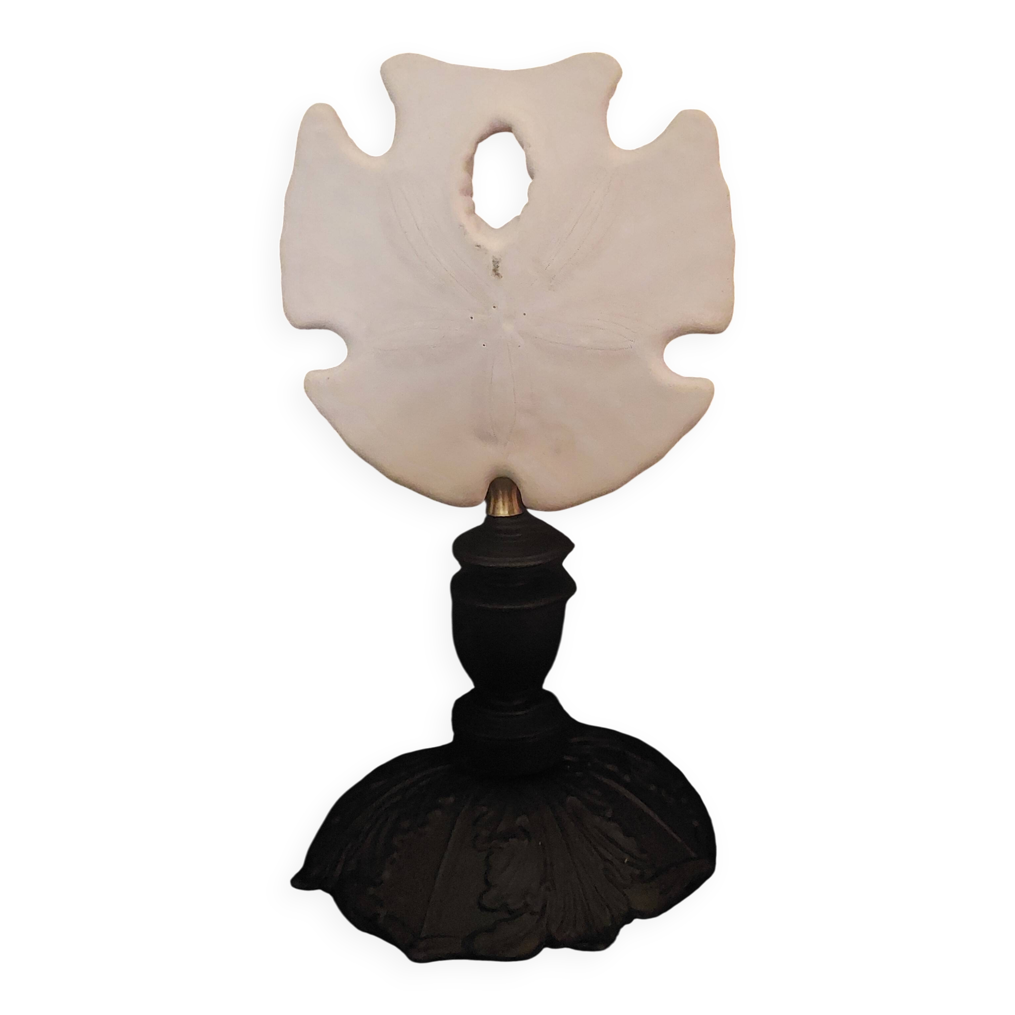 Cabinet of Curiosities sea urchin encope grandis on base