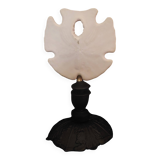 Cabinet of Curiosities sea urchin encope grandis on base