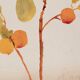 Watercolor illustration flowers