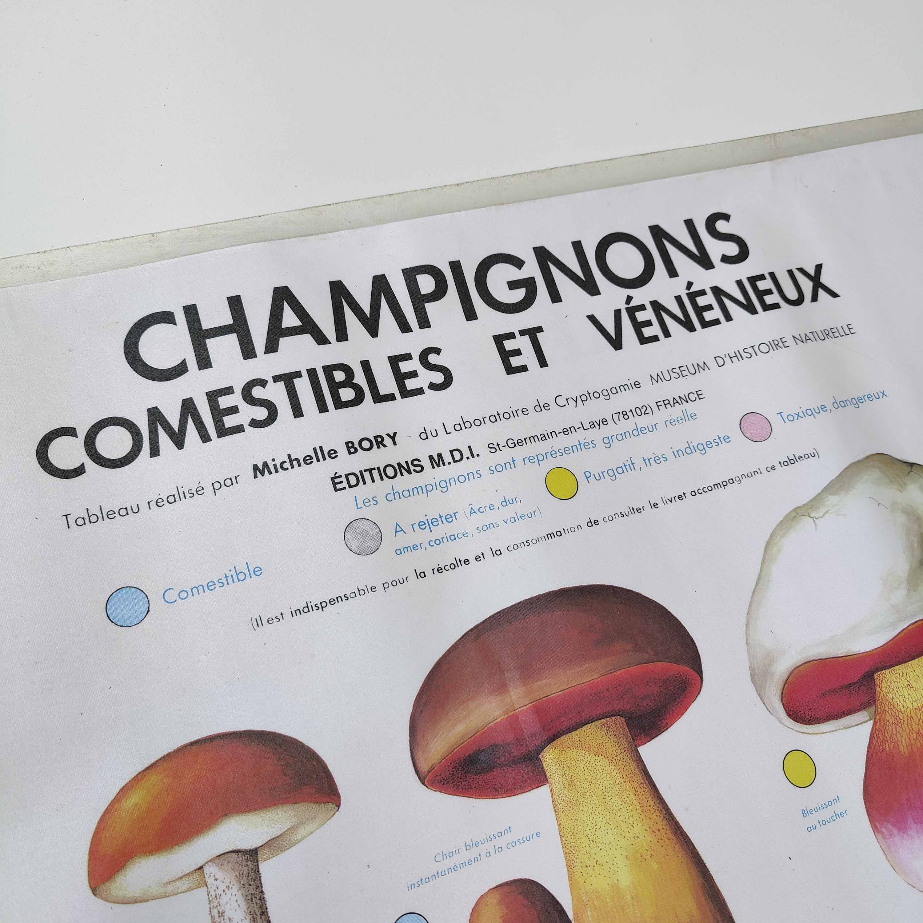 Large school poster MDI double-sided Edible and Poisonous Mushrooms 1979