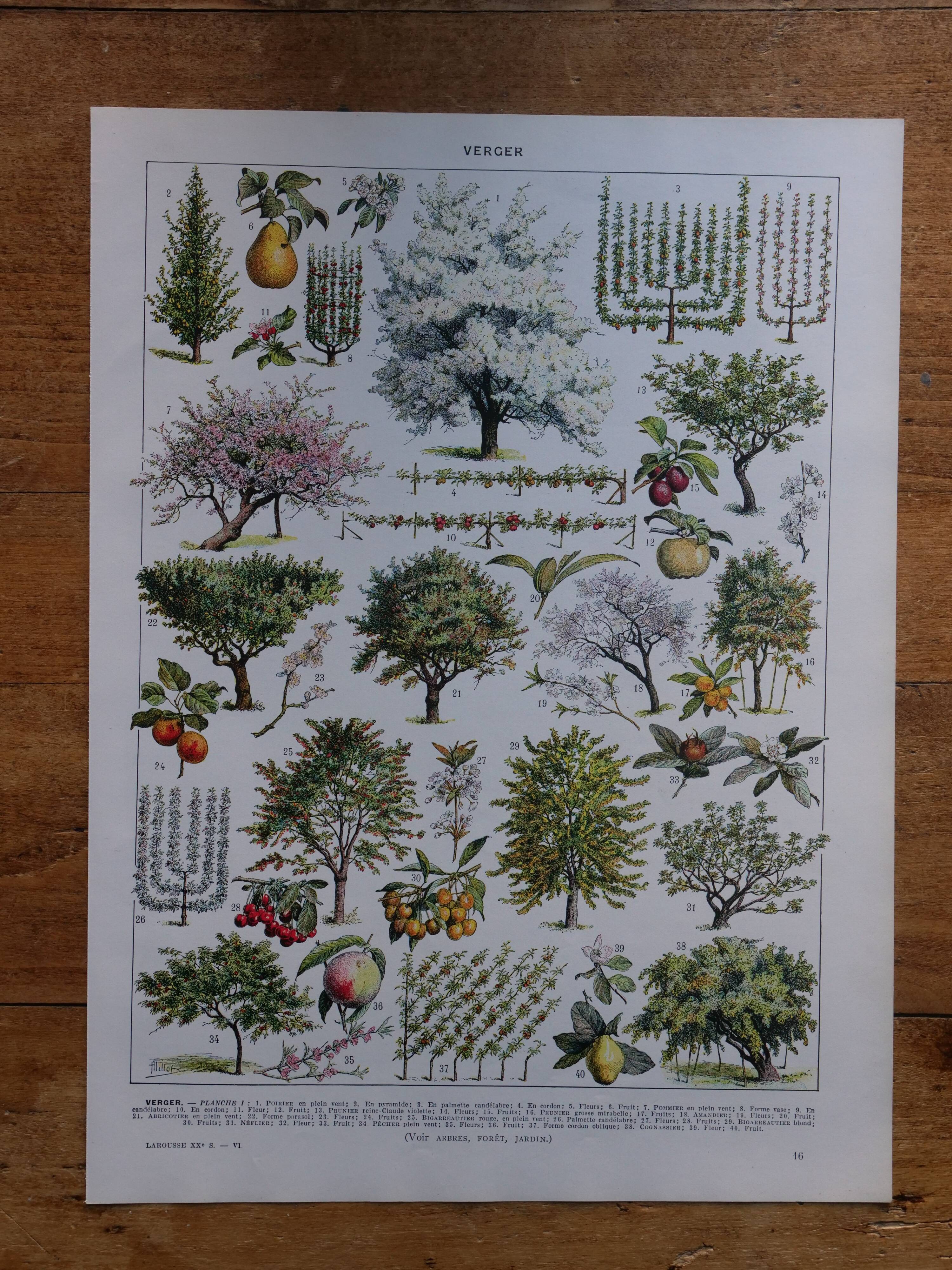 Set of 5 lithographs on trees, forest and orchard (reserved)